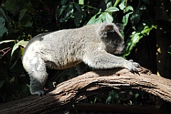 0741 Kuranda Koala Gardens